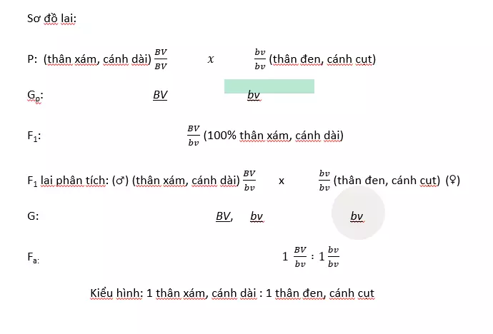 Sơ đồ lai liên kết gen