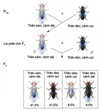 Thí nghiệm hoán vị gen