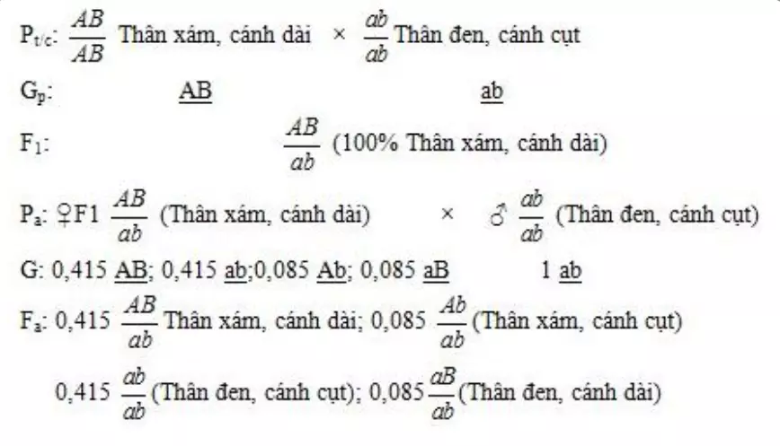 Sơ đồ lai hoán vị gen