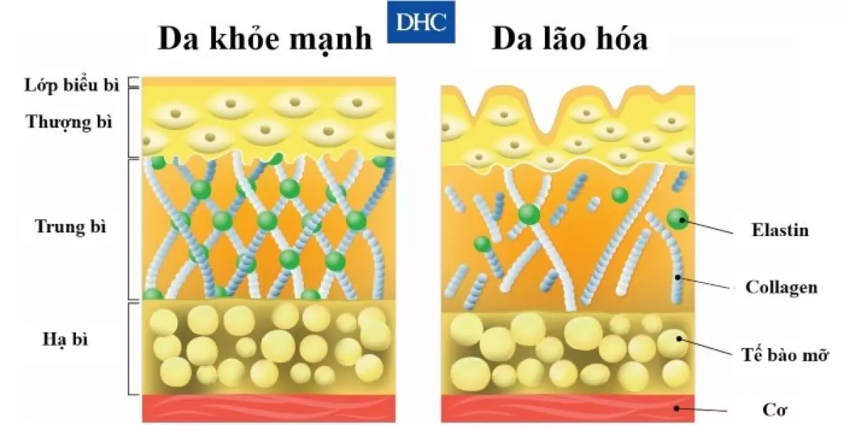 Collagen giữ vai trò duy trì độ đàn hồi, sự căng mịn của làn da