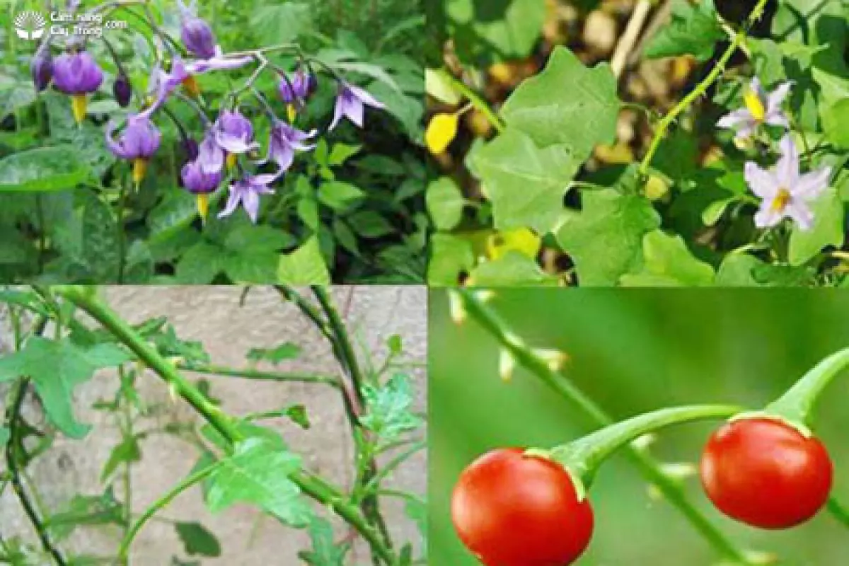 Solanum procumbens