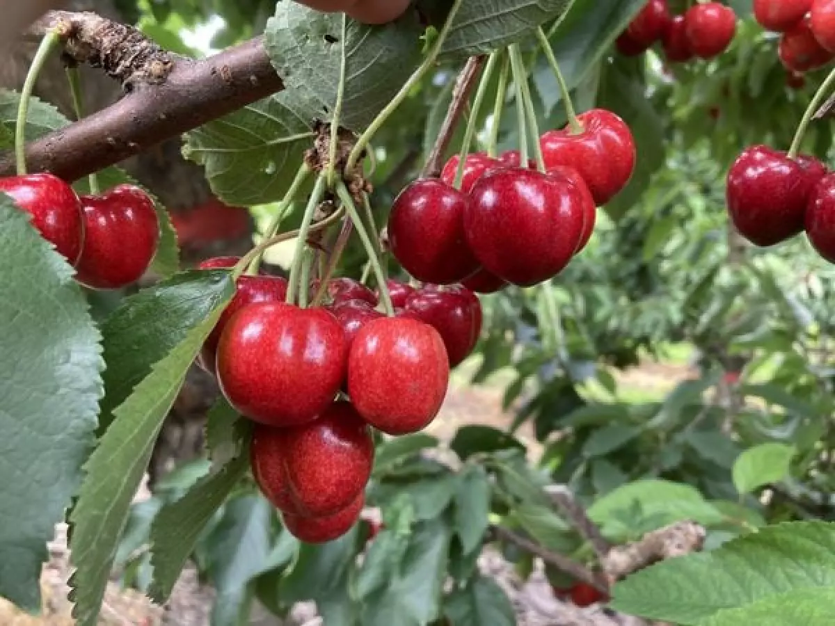 Cherry Canada