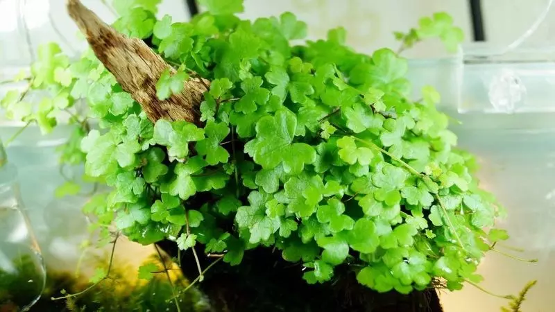 Centella asiatica