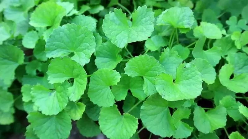 Centella asiatica