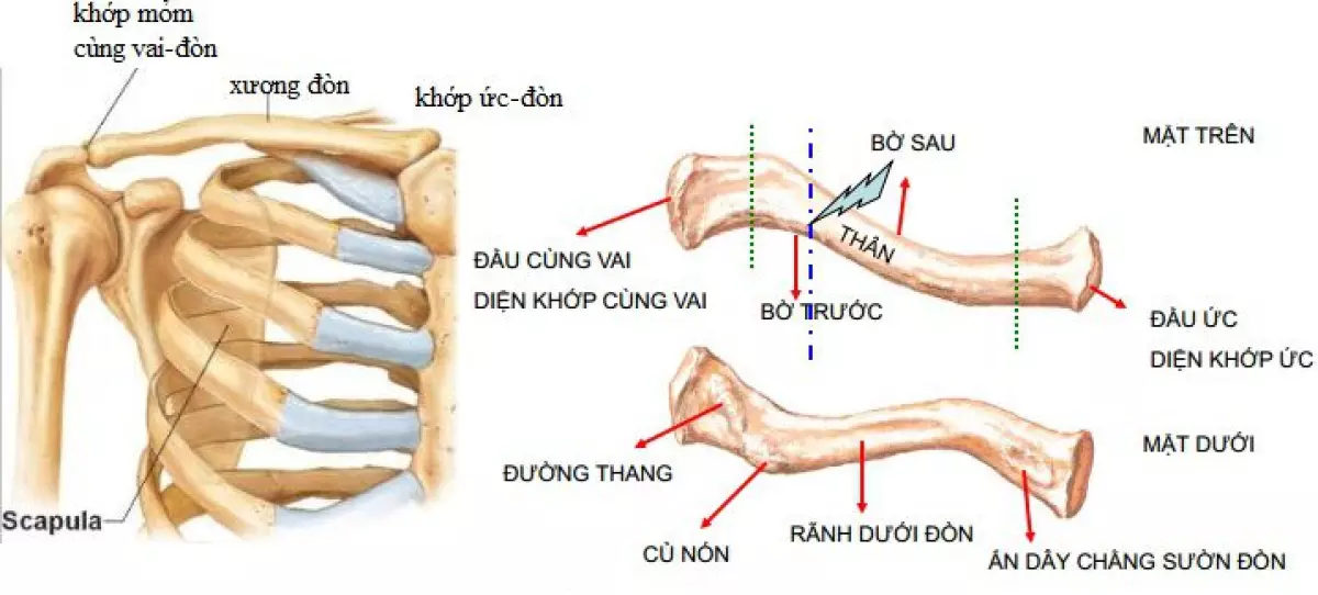 Xương đòn