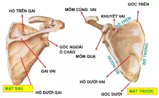 Xương bả vai