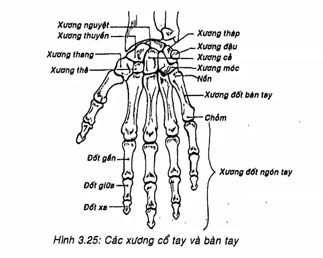 Xương quay