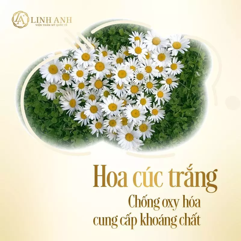 Hoa cúc trắng - Chống oxy hóa, cung cấp khoáng chất