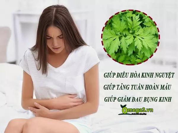 Cây ngải cứu điều kinh