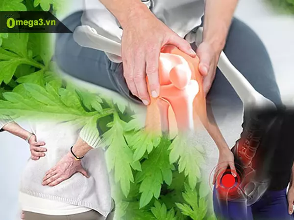 Ngải cứu chữa đau nhức xương khớp