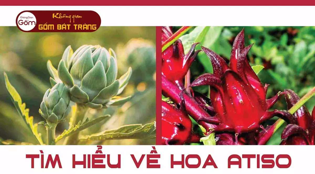 Hoa Atiso và những điều chưa biết