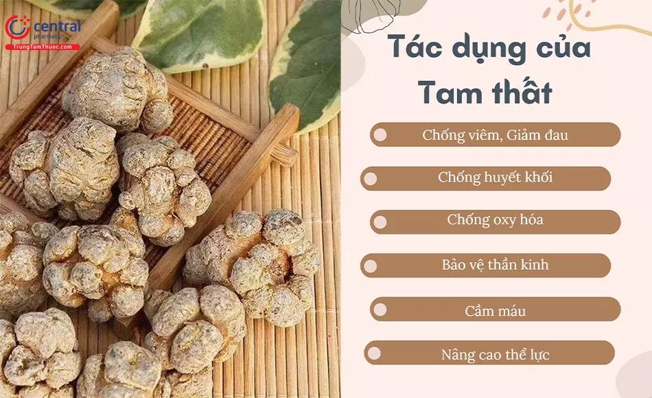 Tác dụng của Tam Thất Bắc