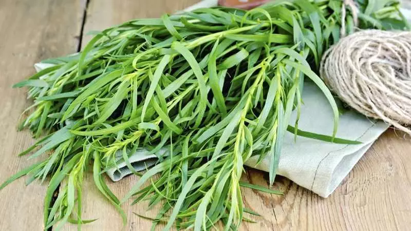 Công dụng của tarragon