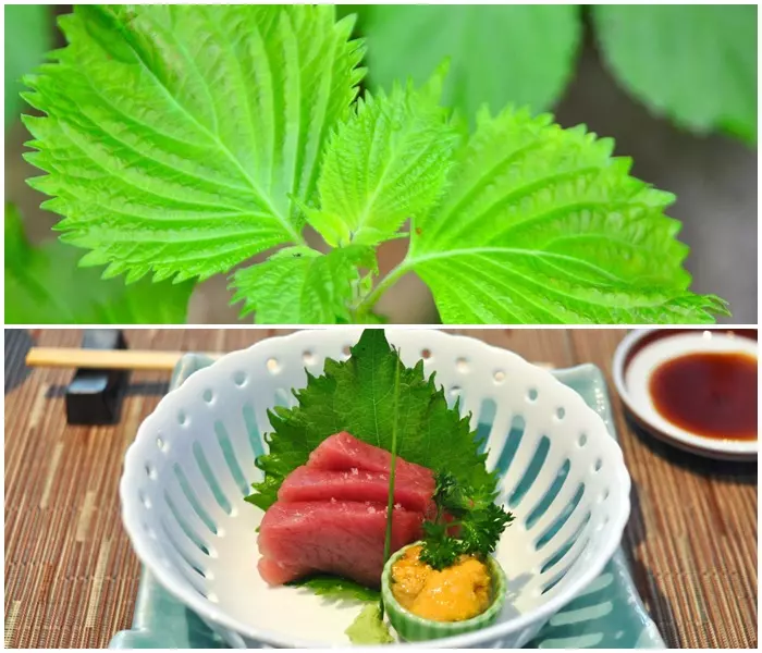 Shiso