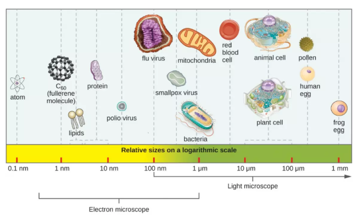 Hình 1. Kích thước tương đối của các đối tượng vi mô và không vi mô khác nhau.