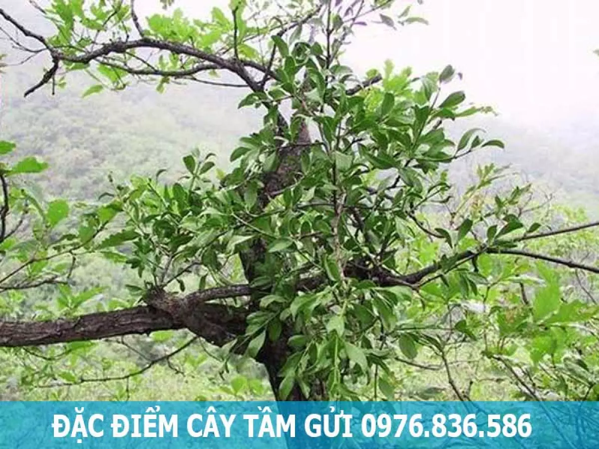 đặc điểm cây tầm gửi