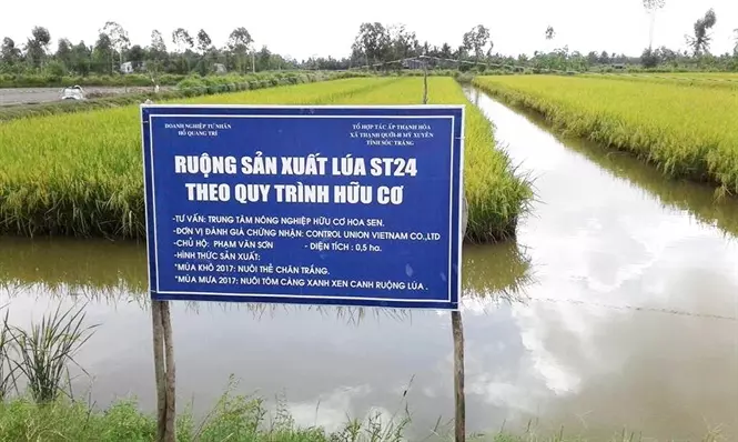 Gạo thơm hữu cơ ST24