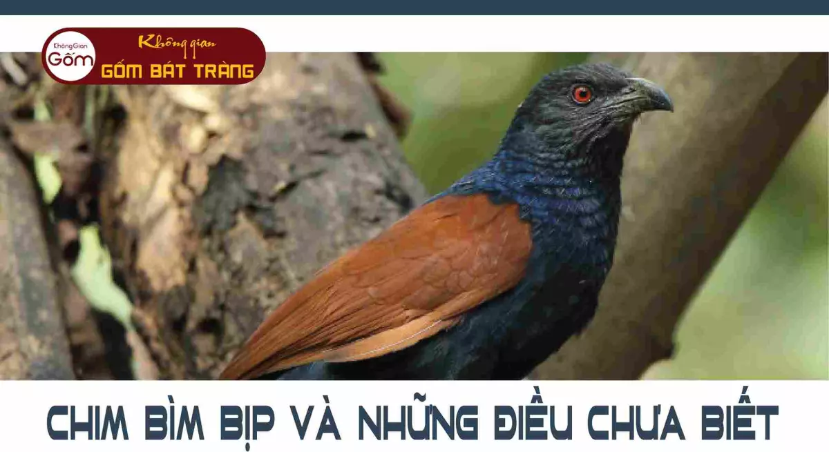 Tìm hiểu về chim Bìm Bịp