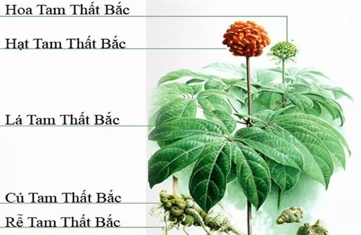 tam thất bắc ngâm rượu