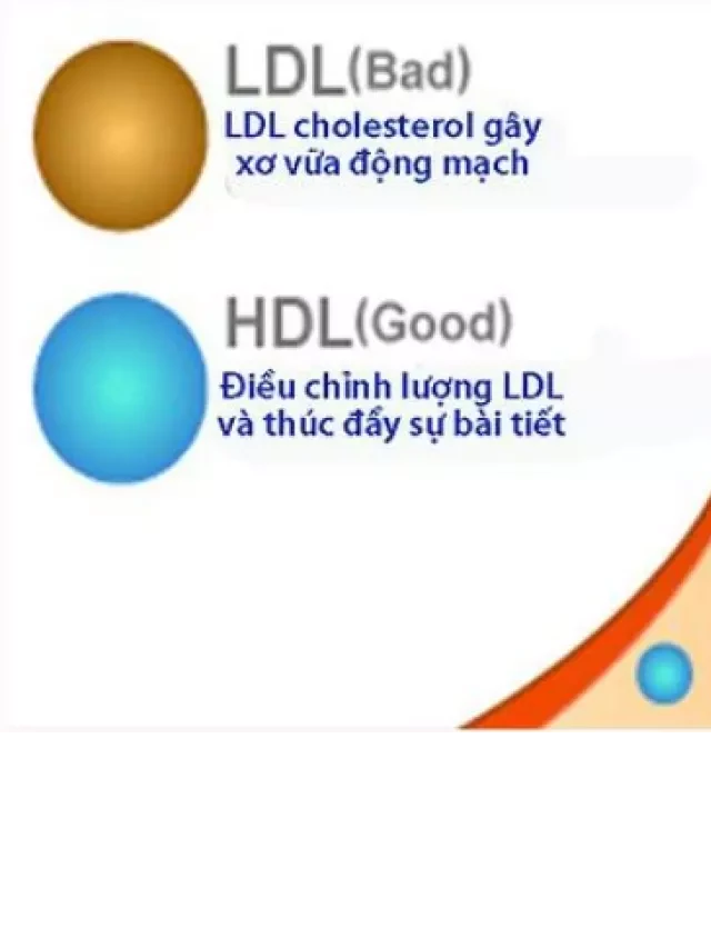   Cholesterol 'tốt' và cholesterol 'xấu' là gì? | Bí quyết để có một tim khỏe mạnh