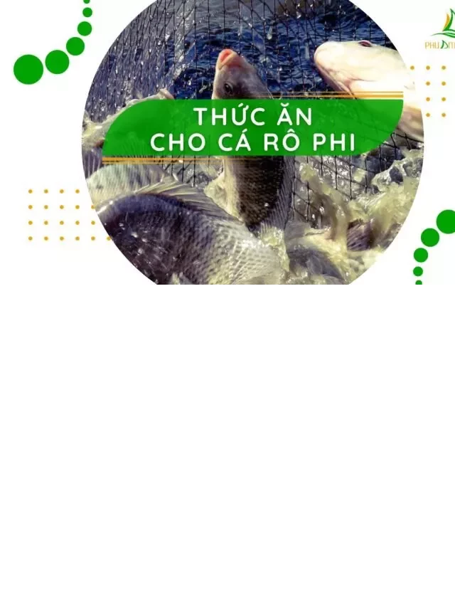   Thức Ăn Cho Cá Rô Phi: Cách Chọn Và Tìm Hiểu Thông Tin Hữu Ích