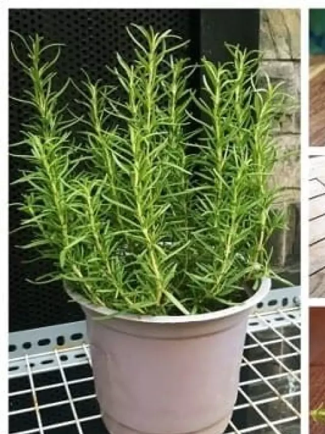   Cây Hương Thảo Rosemary: Mua ở đâu giá rẻ, uy tín?