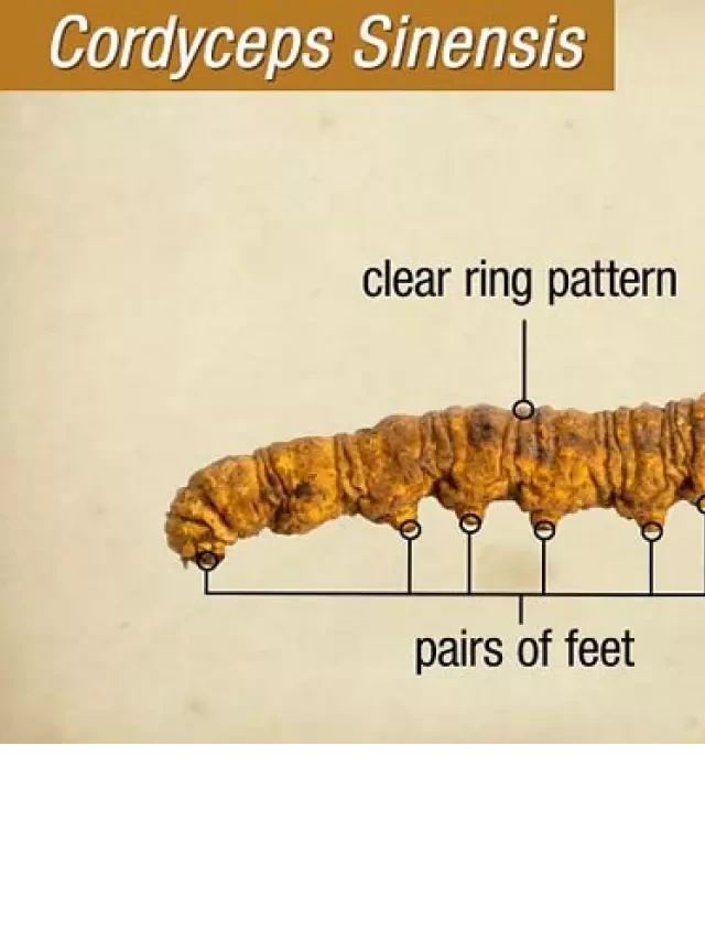   Cordyceps và Cordyceps Militaris: Những điều bạn cần biết về loại nấm này