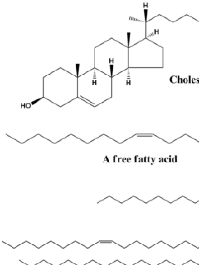   Lipid - Nguyên tử sinh học hòa tan trong dung môi không phân cực