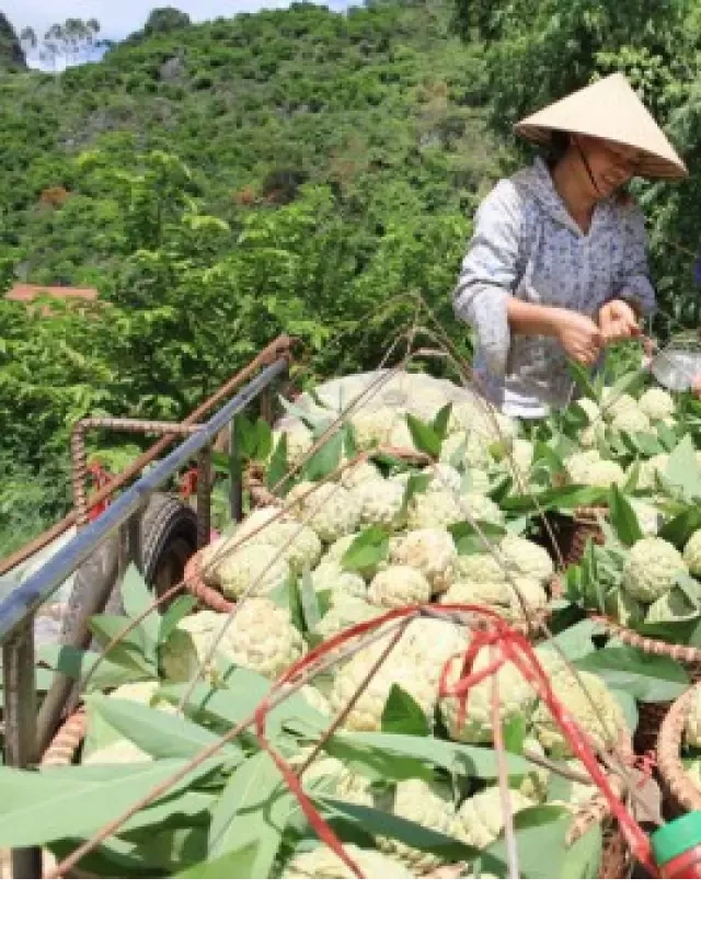   Mùa na chín: Một niềm vui và thành công vượt bậc