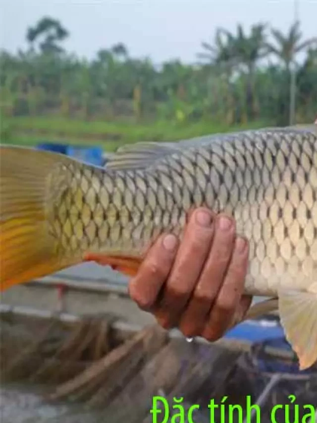   Cá Chép Ăn Gì và Các Loại Thức Ăn Cho Cá Chép?