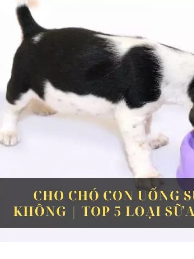   Cho chó con uống sữa ông thọ được không | Top 5 loại sữa tốt nhất hiện nay