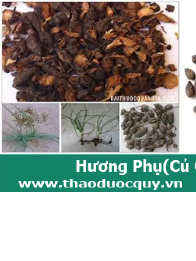   Hương Phụ - Củ Gấu - Cỏ Cú: Sức Mạnh Từ Thiên Nhiên