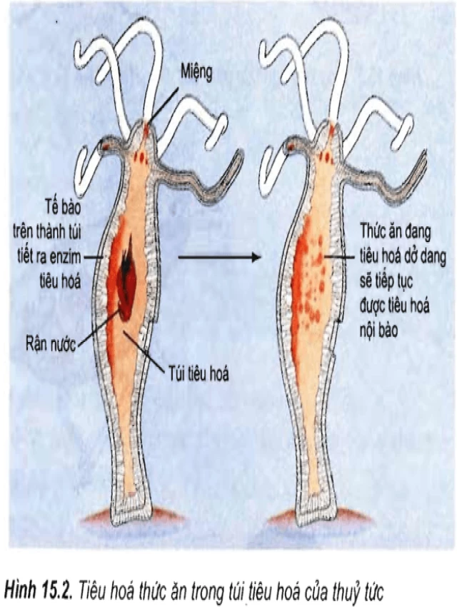   Kiến thức trọng tâm Sinh học 11 Bài 15: Tiêu hóa ở động vật