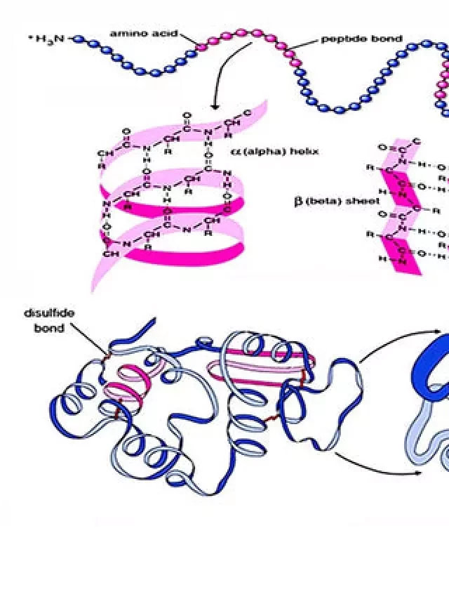   Protein: Ý nghĩa và tác dụng với sức khỏe của con người