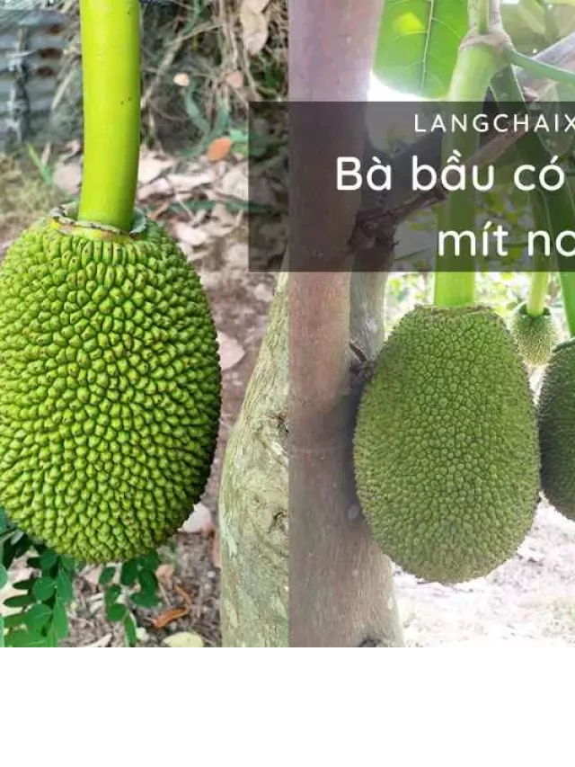   Bà bầu có nên ăn mít non? Ăn nhiều có ảnh hưởng đến thai nhi