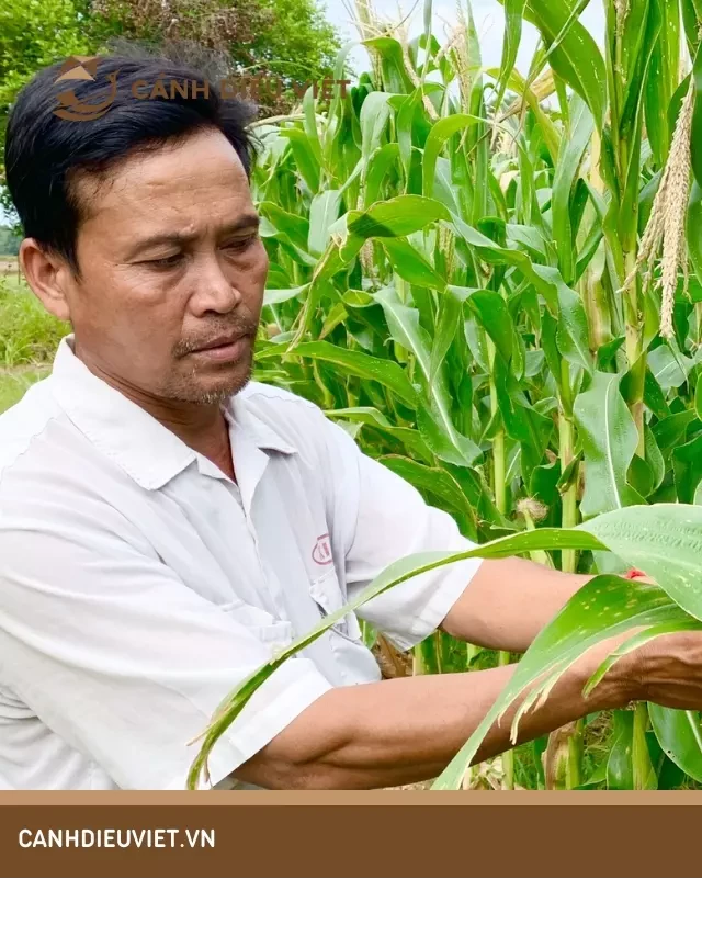   Cây ngô (cây bắp)