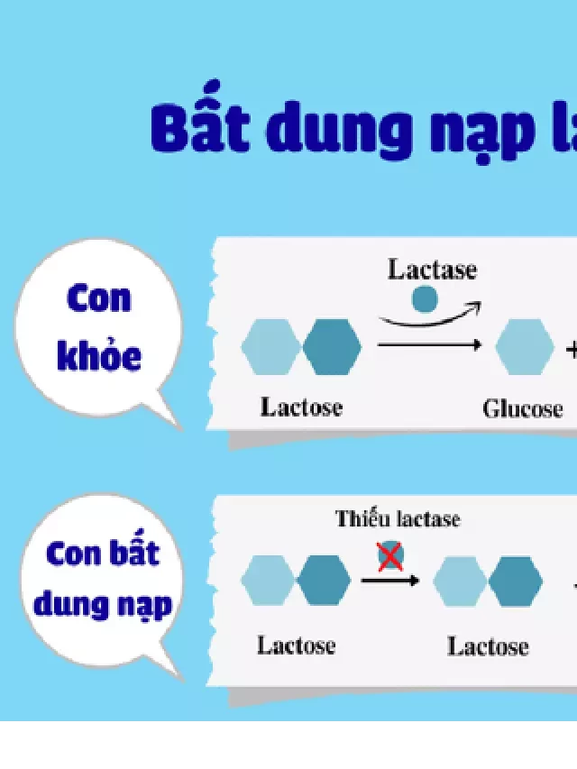   Đường Lactose là gì? Vai trò của Lactose đối với sức khỏe