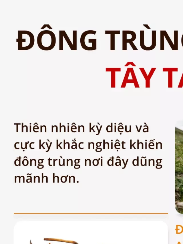   Giá bán đông trùng hạ thảo cập nhật MỚI NHẤT