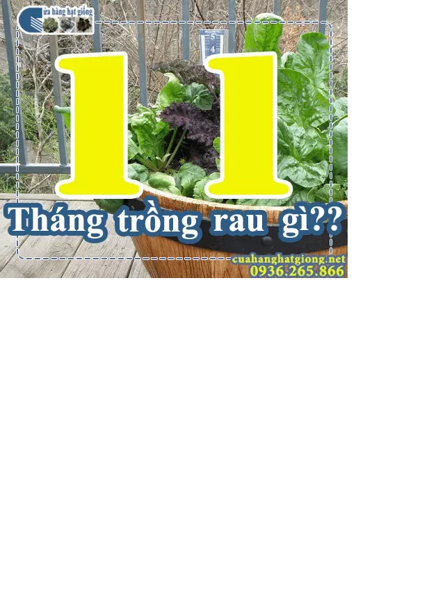   Tháng 11: Trồng Rau Gì?