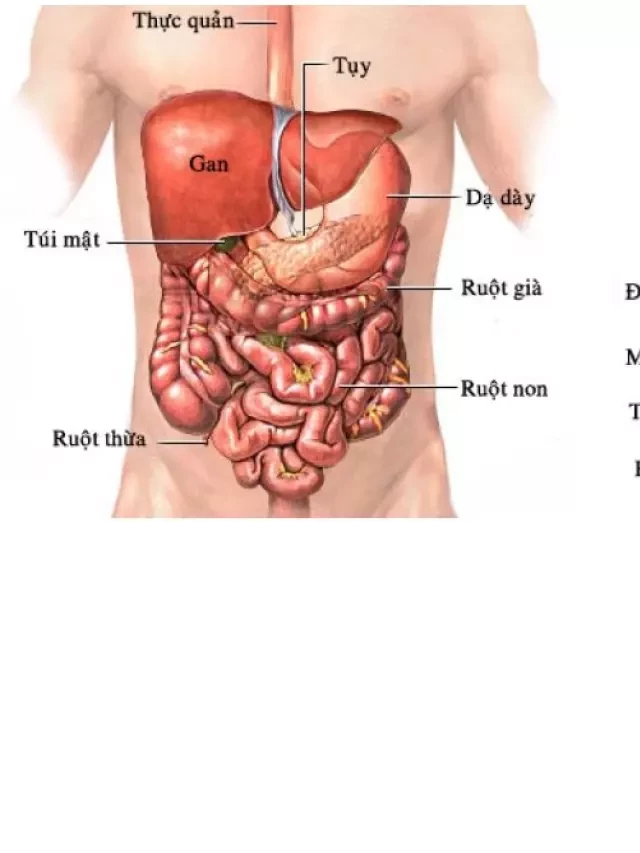   Viêm manh tràng: Tìm hiểu, nhận biết và điều trị dễ dàng