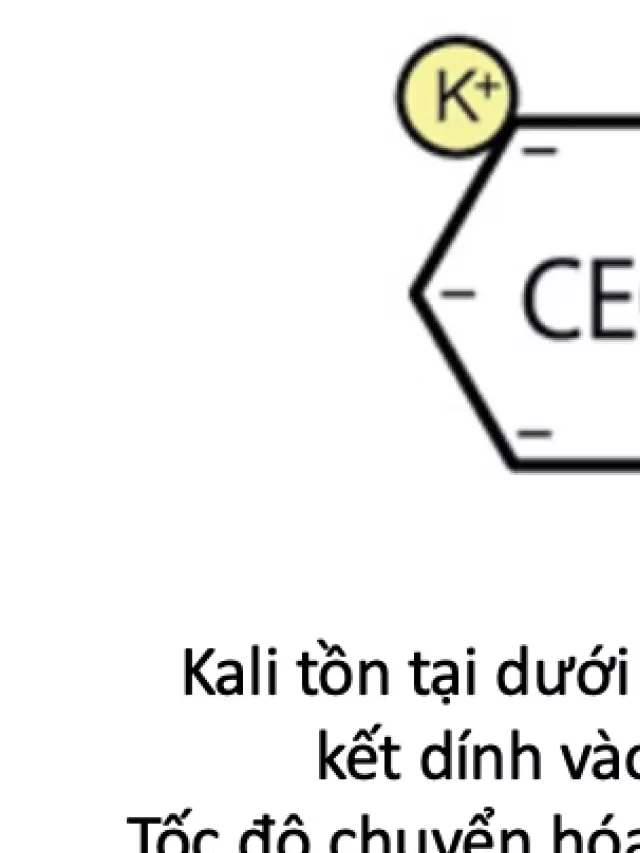   Kali và Khả năng Hấp Thụ Kali của Thực Vật từ Thổ Nhưỡng