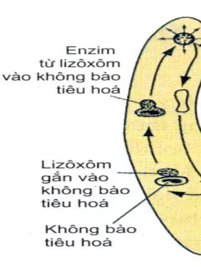   Sự Khác Nhau Giữa Tiêu Hóa Nội Bào và Tiêu Hóa Ngoại Bào