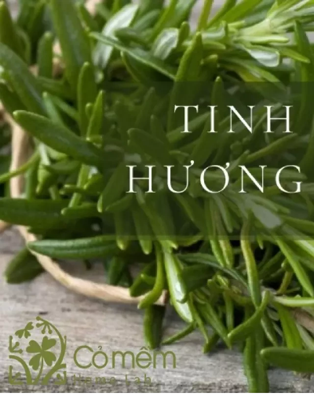   Tinh dầu hương thảo: Top 9 công dụng và cách tự làm tại nhà