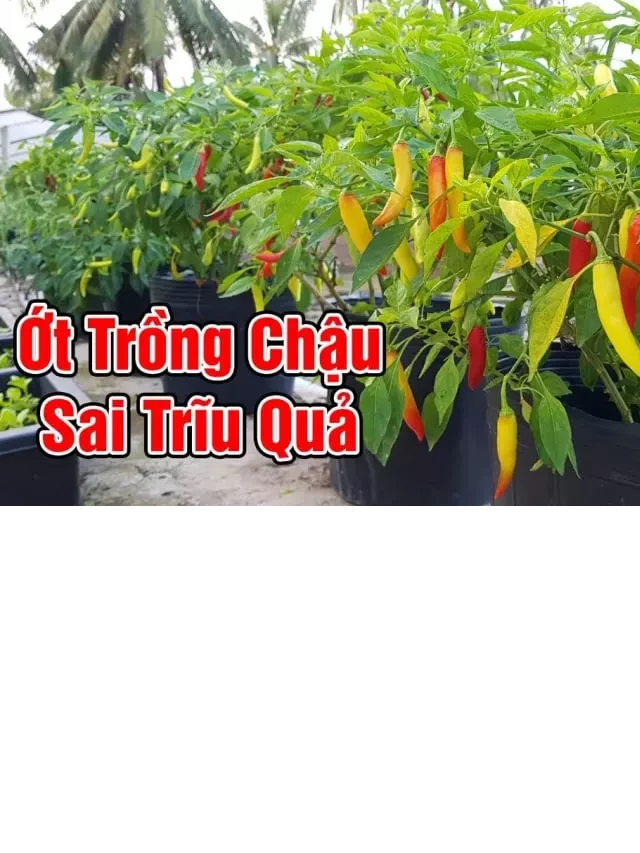   Trồng cây ớt ở vị trí này: Cầu tài đắc tài, cầu lộc được lộc gia chủ giàu lên trông thấy