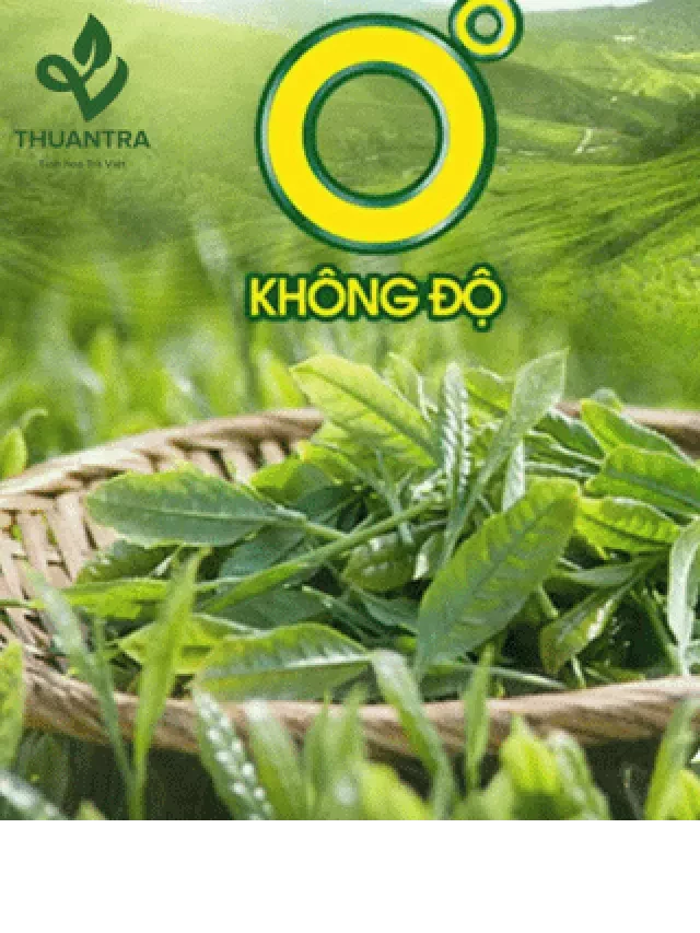   Uống trà xanh không độ có tốt không? Những tác dụng và lưu ý khi sử dụng trà xanh không độ