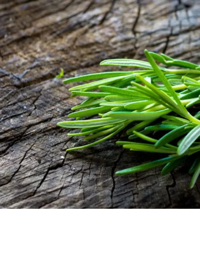   Công Dụng Tuyệt Vời Của Cây Hương Thảo (Rosemary)