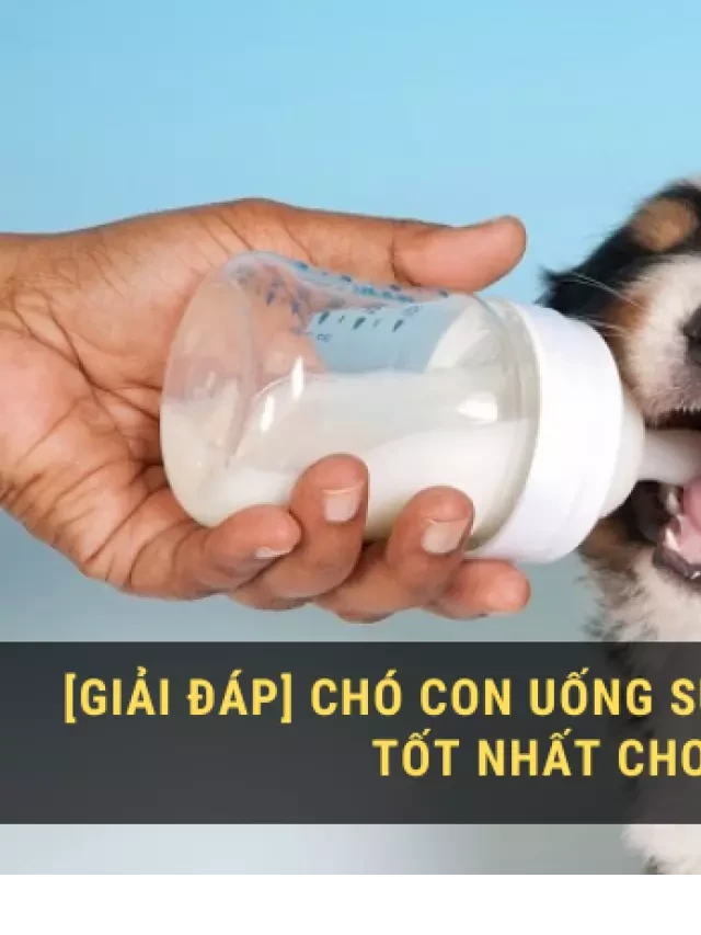   [GIẢI ĐÁP] Chó con uống sữa gì: 7+ Loại sữa bột tốt nhất cho chó con