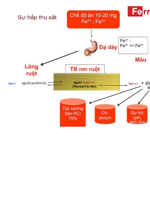   Sắt uống sáng hay tối? Thời điểm uống sắt tốt nhất