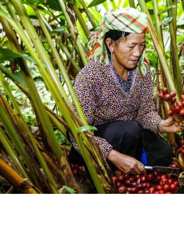   Thảo quả: Gia vị có nhiều lợi ích tuyệt vời cho sức khỏe