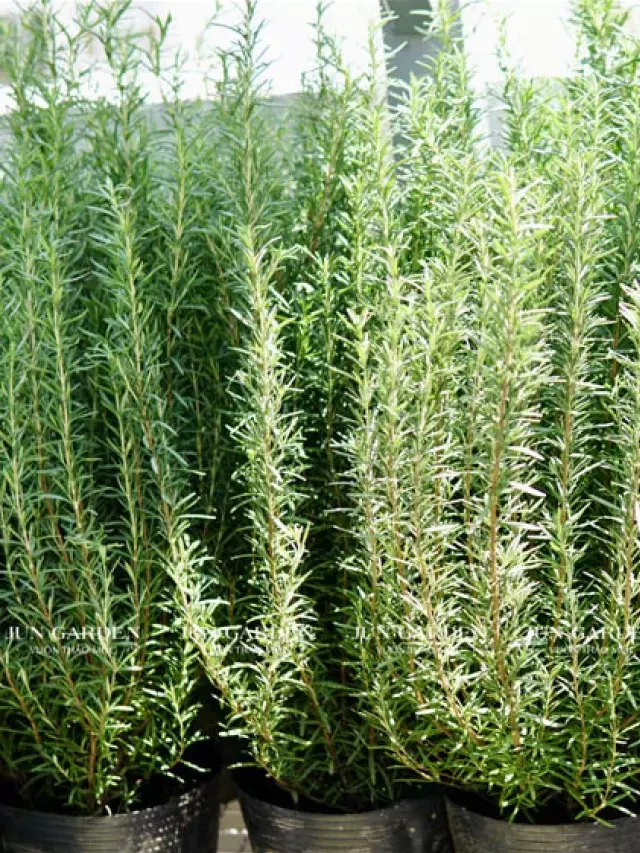   Cách Chăm Sóc và Tận Hưởng Lợi Ích Tuyệt Vời từ Cây Hương Thảo (Rosemary)